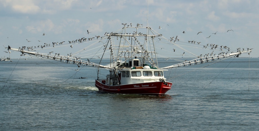 Inshore Shrimpers in Lousiana Vulnerable to Losses from Mississippi Sediment Plans